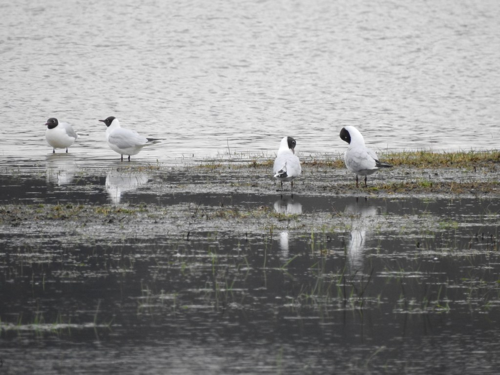 Lachmöwen am Heideweiher, Foto: Sabine Wegener