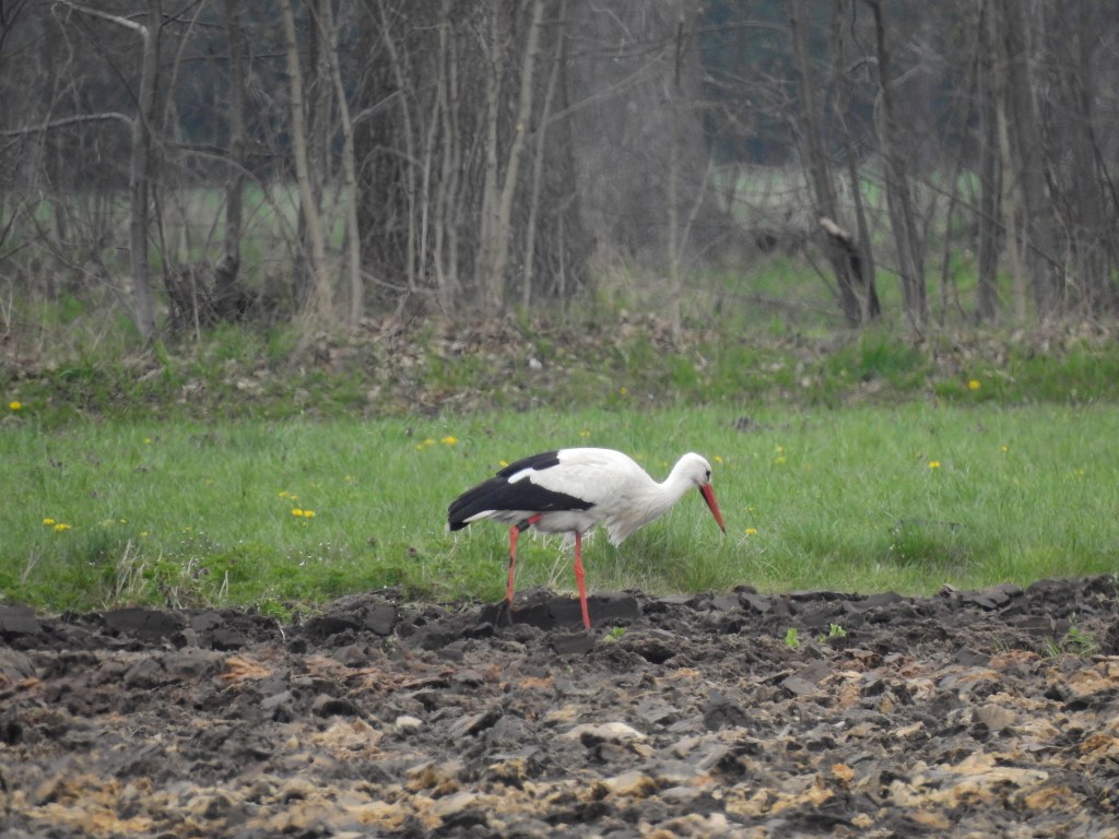 gegenüber von Deterings Wiesen, Foto: Sabine Wegener